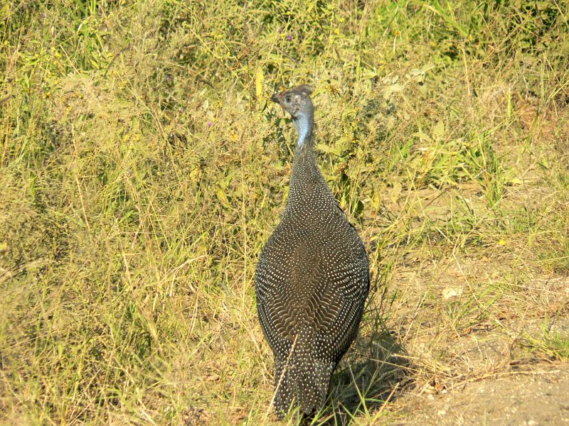 JAR 148_slep.JPG - Helmeted guineafowl - perličku kropenatou bylo možno spatřit i mimo park podél cest.